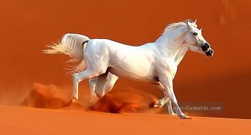 Von Fotos Realistisch Werke - weiße Pferde in der Wüste realistisch von Foto